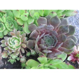 Молодило № 8