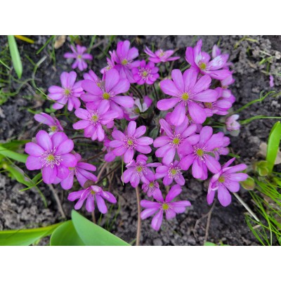 Печіночниця благородна рожева.  